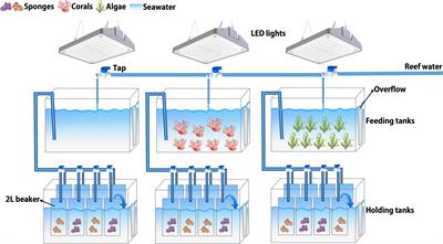 Sponges on shifting reefs: holobionts show similar molecular and physiological responses to coral versus macroalgal food